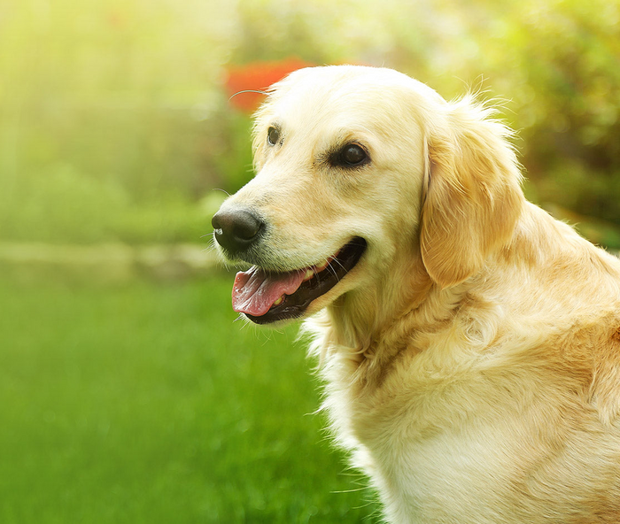 What Every Pet Owner Should Know